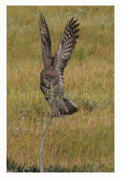 GreatGrayOwl2_Copyright_MacNeil_Lyons_Images