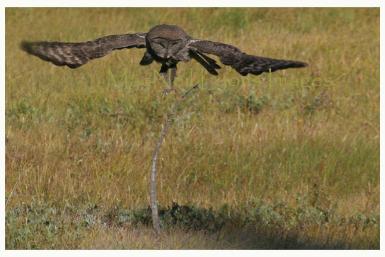 GreatGrayOwl3_Copyright_MacNeil_Lyons_Images