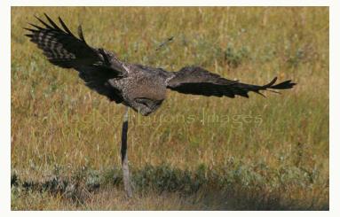GreatGrayOwl4_Copyright_MacNeil_Lyons_Images