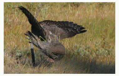 GreatGrayOwl5_Copyright_MacNeil_Lyons_Images