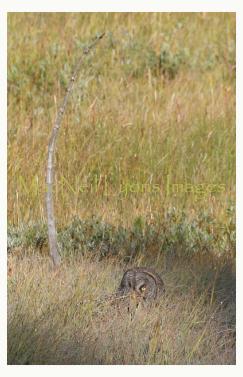 GreatGrayOwl6_Copyright_MacNeil_Lyons_Images