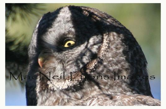 GreatGrayOwlFace_Copyright_MacNeil_Lyons_Images