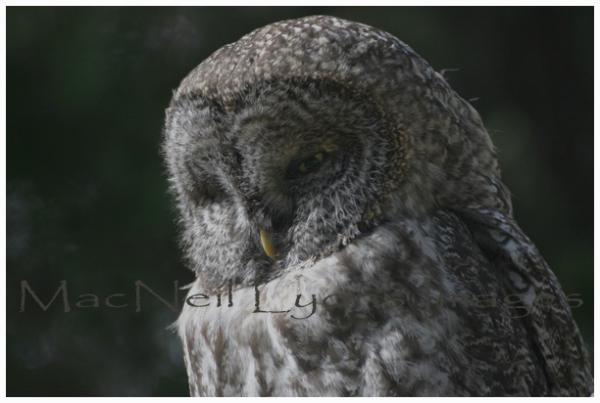 GreatGrayOwl-LazyDays_Copyright_MacNeil_Lyons_Images