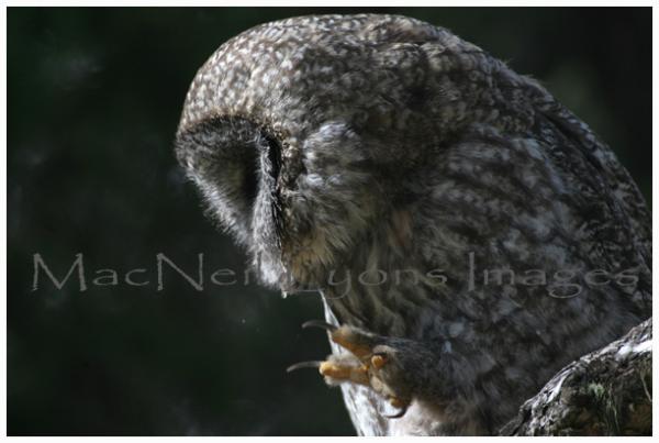 GreatGrayOwl-Scratch_Copyright_MacNeil_Lyons_Images