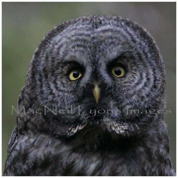 GreatGrayOwl-Stare_Down_Copyright_MacNeil_Lyons_Images