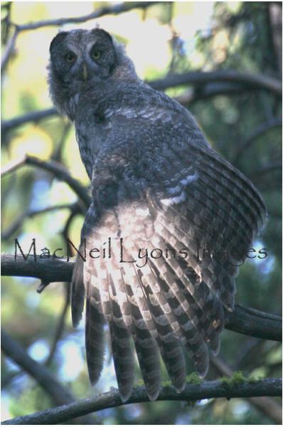 GreatGrayOwlFront_Copyright_MacNeil_Lyons_Images