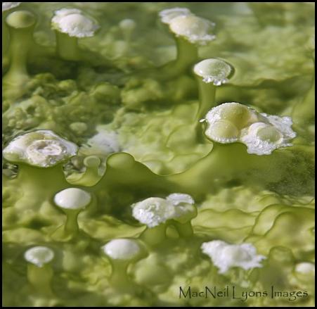 Green Globs - Copyright MacNeil Lyons Images