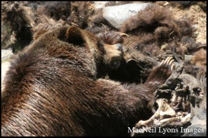 Grizzly Bear - Copyright MacNeil Lyons Images