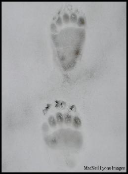 MacNeil_Lyons_Images - 5-minute old Grizzly Tracks!!!
