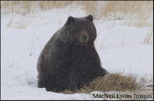 Winter Solstice Grizzly - Copyright MacNeil Lyons Images