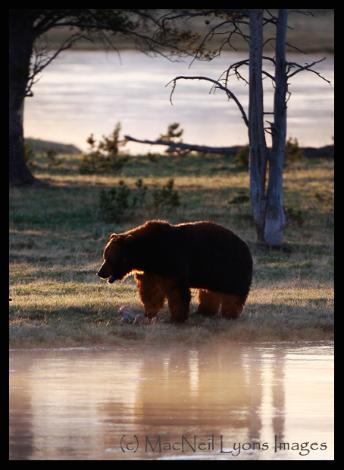 Yellowstone Grizzlies (c) MacNeil Lyons Images