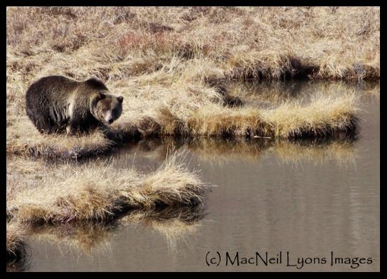 Traveling Autum Grizzly - (c) MacNeil Lyons Images