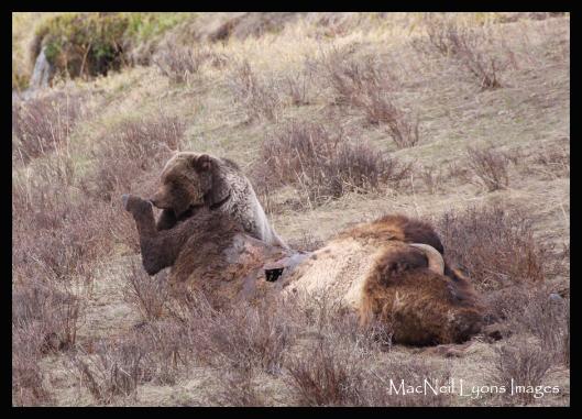 GrizzlyBearBisonCarcass - Copyright MacNeil Lyons Images