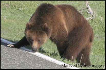 Grizzly Intersection - Copyright MacNeil Lyons Images