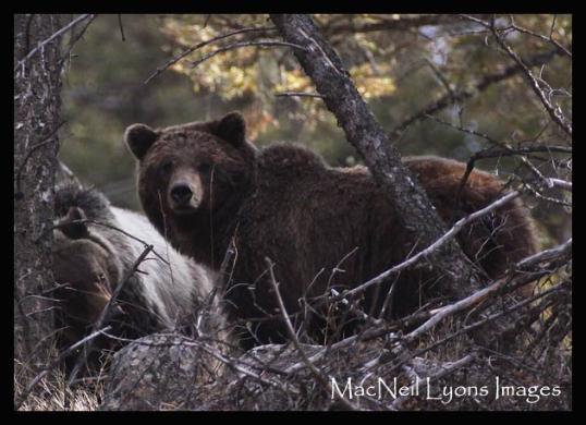 Grizzly Bears Sow&2yrOld - Copyright MacNeil Lyons Images