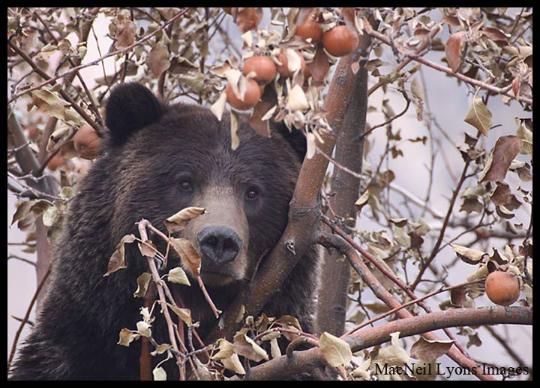 AppleEatinGriz&PoznanPoland - Copyright MacNeil Lyons Images