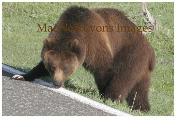 Grizzly Intersection - Copyright MacNeil Lyons Images