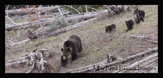 Bear Family of Five - Copyright MacNeil Lyons Images