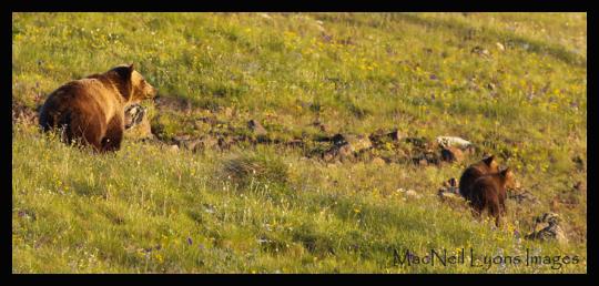 Grizzly Sow & 2 COY - Copyright MacNeil Lyons Images