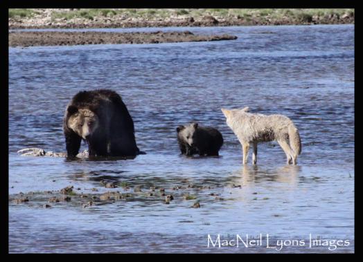 Grizzly&3CubswithCoyote - Copyright MacNeil Lyons Images
