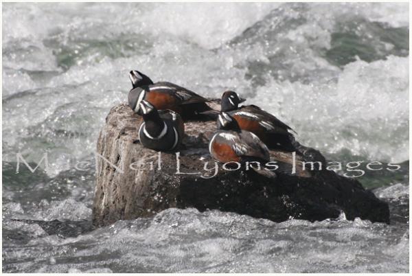 Harlequin_Drakes_Copyright_MacNeil_Lyons_Images