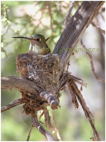 Hummingbird_Copyright_MacNeil_Lyons_Images