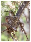 Hummingbird_Copyright_MacNeil_Lyons_Images