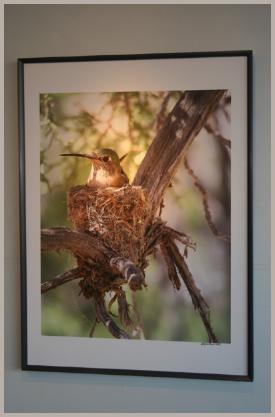 Hummingbird on Nest - MacNeil Lyons Images