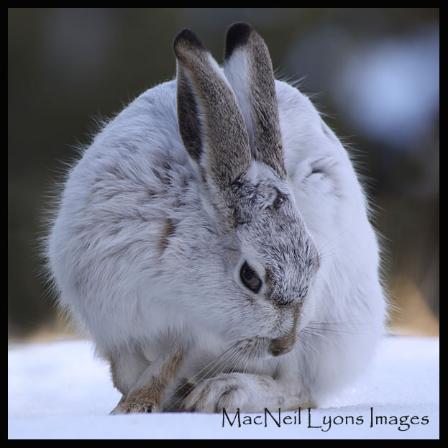 White-tailed Jackrabbit - Copyright MacNeil Lyons Images