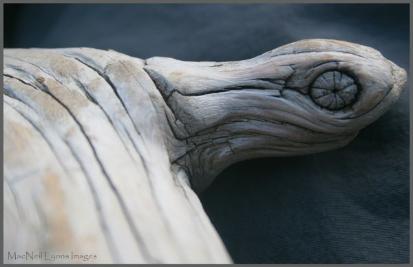 UpperKintlaLakeWoodTurtle_Copyright_MacNeil_Lyons_Images