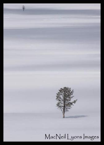 Lone Lodgepole Pine - Copyright MacNeil Lyons Images