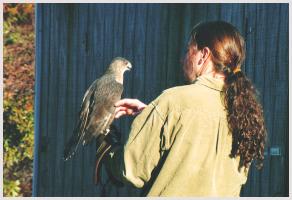 MacNeil w Coopers Hawk - Photo Credit Ken Lyons