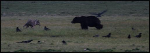 Mollie's_Wolf_Pack_Copyright_MacNeil_Lyons_Images