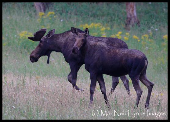 Pair o' Moose (c) MacNeil Lyons Images