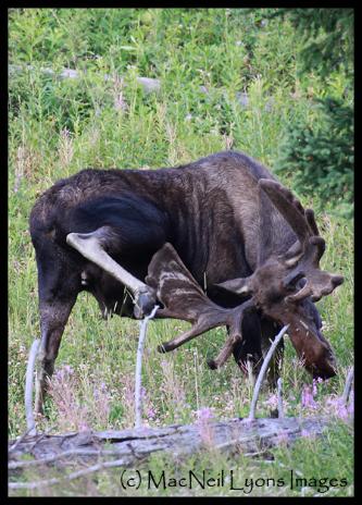 Moose Yoga (c) MacNeil Lyons Images