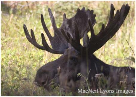 Moose - Copyright MacNeil Lyons Images