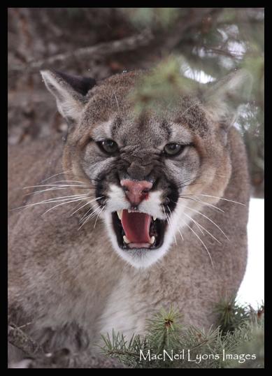 Wild Montana Mountain Lion - Copyright MacNeil Lyons Images