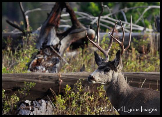 Mule Deer Buck (c) MacNeil Lyons Images