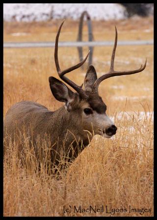 Buck n' Ram Fever (c) MacNeil Lyons Images