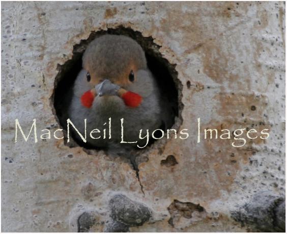 Flicker_Nest_Copyright_MacNeil_Lyons_Images