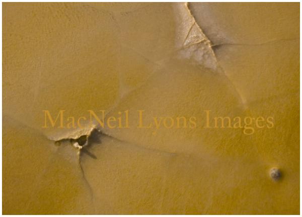 Orange Crust - Copyright MacNeil Lyons Images
