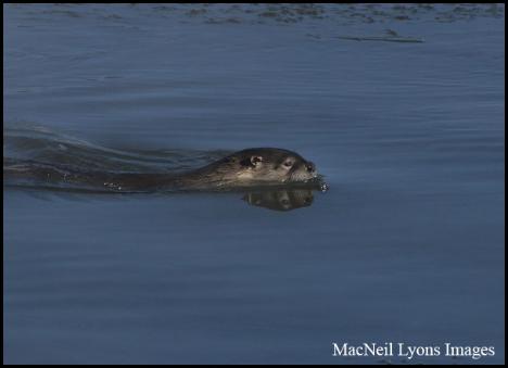 Otters, Yellowstone River - Copyright MacNeil Lyons Images 
