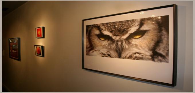 Owl Eyes -- Copyright MacNeil Lyons Images