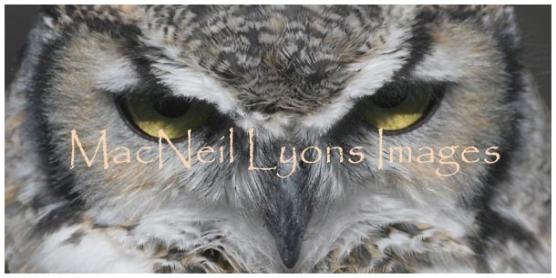 Owl_Eyes_Copyright_MacNeil_Lyons_Images