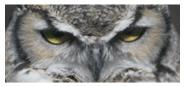 Great_Horned_Owl_Copyright_MacNeil_Lyons_Images