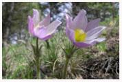 Pasque_Flower_Copyright_MacNeil_Lyons_Images