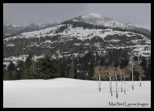 Pebble Creek Aspen/Yellowstone River Reflection - Copyright MacNeil Lyons Images