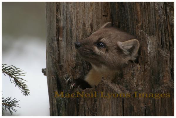 PineMarten - In To Something - Copyright MacNeil Lyons Images