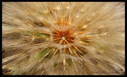 Seed_Design_Copyright_MacNeil_Lyons_Images