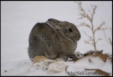 Mountain Cottontail - Copyright MacNeil Lyons Images